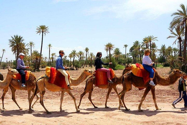 Marrakech Experience: PalmGrove Camel Ride Excursion
