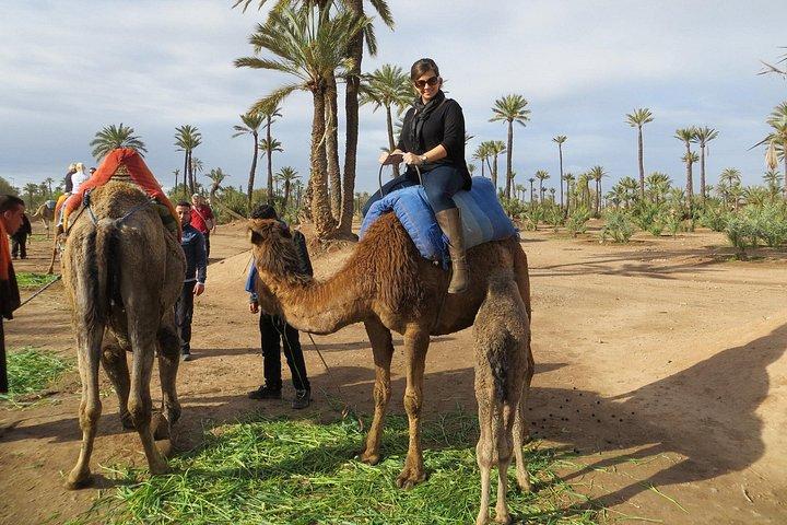 Marrakech Experience: PalmGrove Camel Ride Excursion