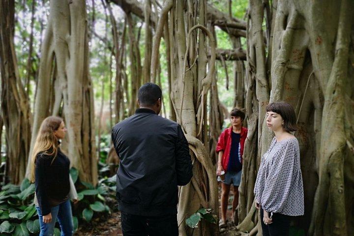 ダーバン：生きている植物の博物館と霊長類の聖域を訪問