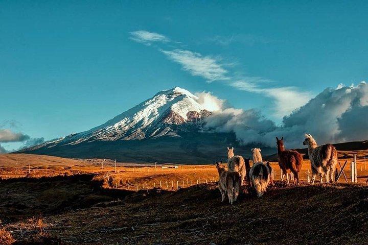 Caminata Cotopaxi y Caballo