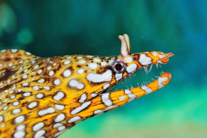 Excursão privada ao aquário oceânico de Xangai, ao Bund, ao jardim Yu e à torre de Xangai