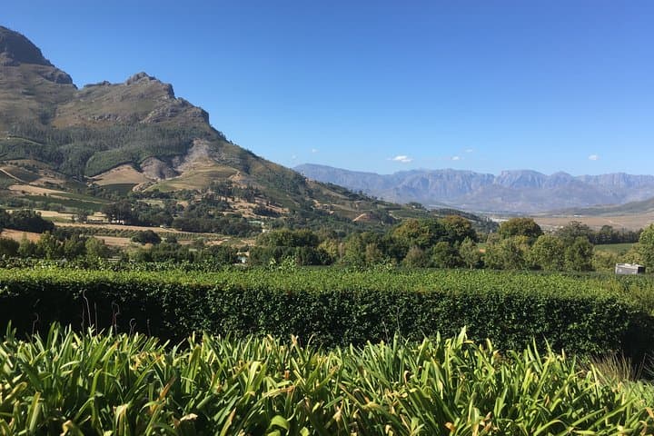 Full day South African Wine Tour (Stellenbosh, Franschhoek and Paarl)