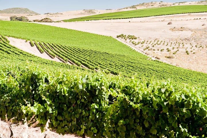 Full day South African Wine Tour (Stellenbosh, Franschhoek and Paarl)