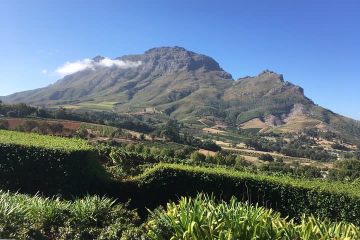 Full day South African Wine Tour (Stellenbosh, Franschhoek and Paarl)
