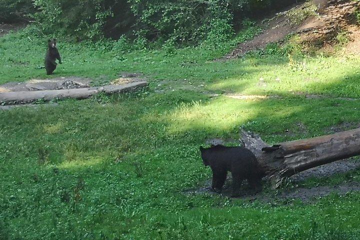野生のヒグマ、フェンスなし