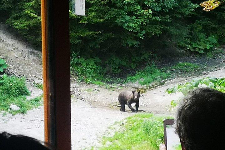 野生のヒグマ、フェンスなし