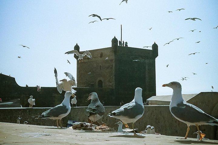 Delt-lille gruppedagstur til Essaouira fra Marrakech