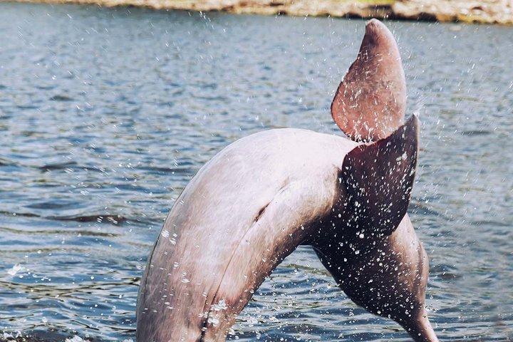 アマゾン体験: 原住民の村と出会い、ネズミイルカと一緒に泳ぐ
