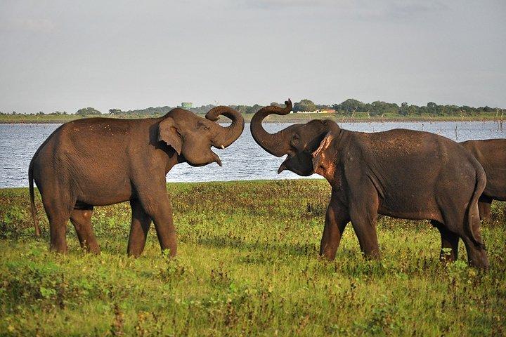 Excursion privée d'une journée à Pidurangala, Ritigala et Elephant Safari