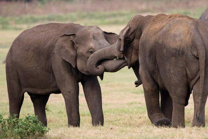 Safari Udawalawe et visite de bébés éléphants au départ du port de Hambantota