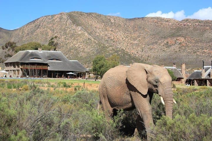 Cape Town 2-Days Overnight Aquilla Safari game Reserve