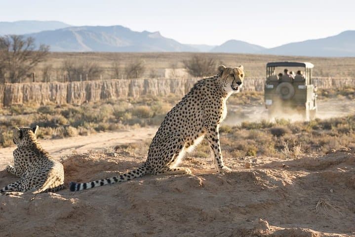 Cape Town 2-Days Overnight Aquilla Safari game Reserve