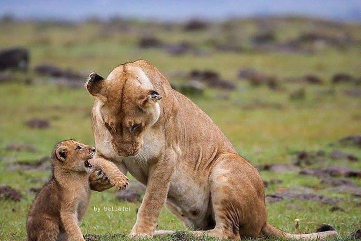 Safari de 2 días para grupos pequeños en Tanzania desde Arusha