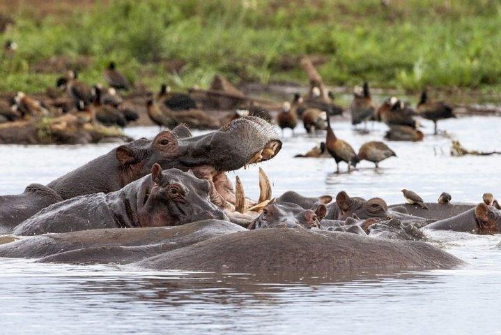 Safari de 2 días para grupos pequeños en Tanzania desde Arusha