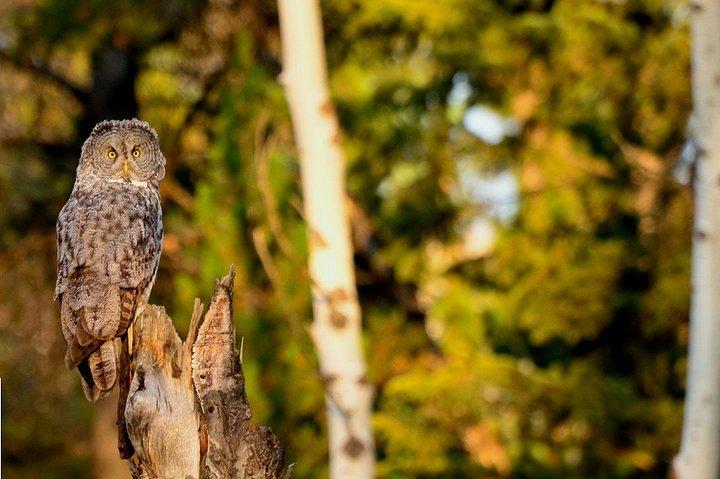 ジャクソン発：グランドティトンの野生動物と風景を巡る 1 日ツアー (ランチ付き)