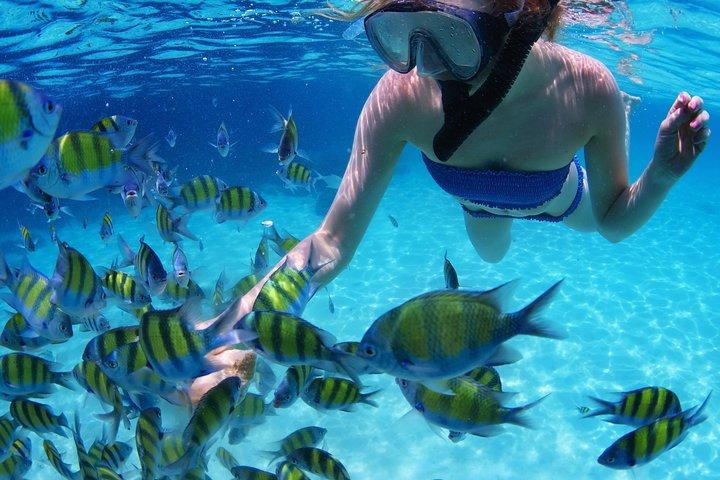 Snorkel en el mar turquesa del Caribe en Puerto Morelos. Transporte incluido