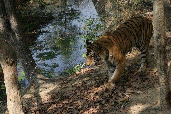 Tiger Photographic Safaris