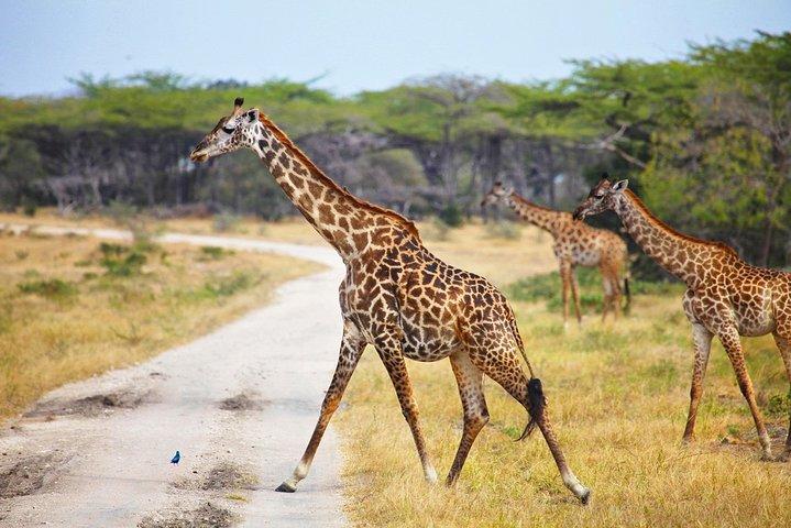 7 Dages Camping Safari til Lake Manyara, Serengeti, Ngorongoro Crater & Tarangire