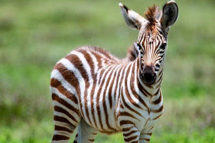 Safari privado de 3 días en el cráter Serengeti Ngorongoro desde Arusha