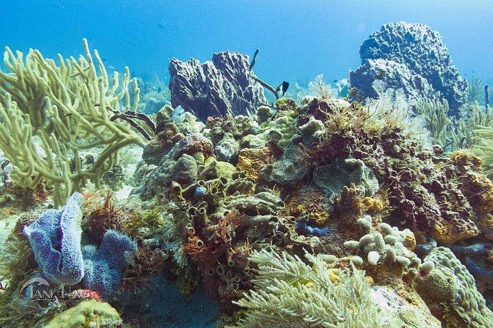 Two reef discovery dives with professional instructor (no experience necessary)