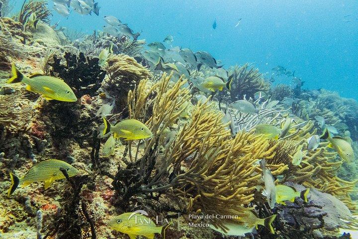 Two reef discovery dives with professional instructor (no experience necessary)