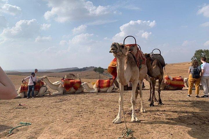 Marrakech : Agafay Desert and Pool Day Pass con almuerzo + camello