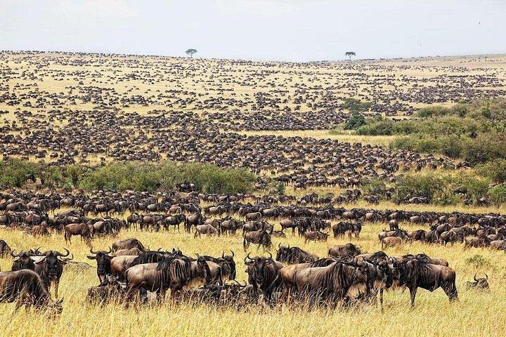 4x4 ランドクルーザー ジープで行く 8 日間のケニア野生動物サファリのベスト