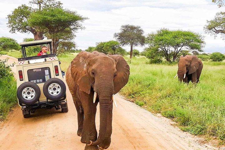4 日間のマサイマラとナクル湖サファリを 4x4 ジープで巡る