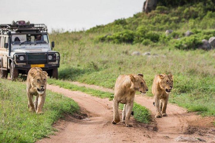 6-dagars privat safaritur i Kenya från Nairobi med måltider