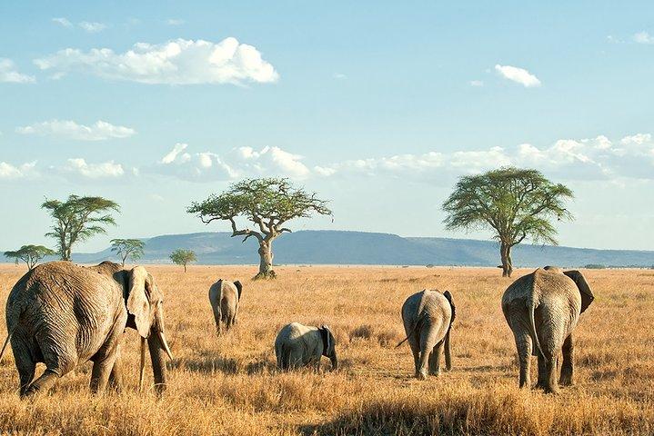 Safari di lusso di 9 giorni del Kenya Wildlife Luxury