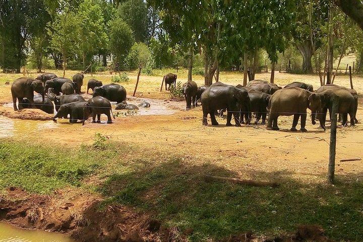 Heldags privat safari och arkeologisk rundtur från Tangalle