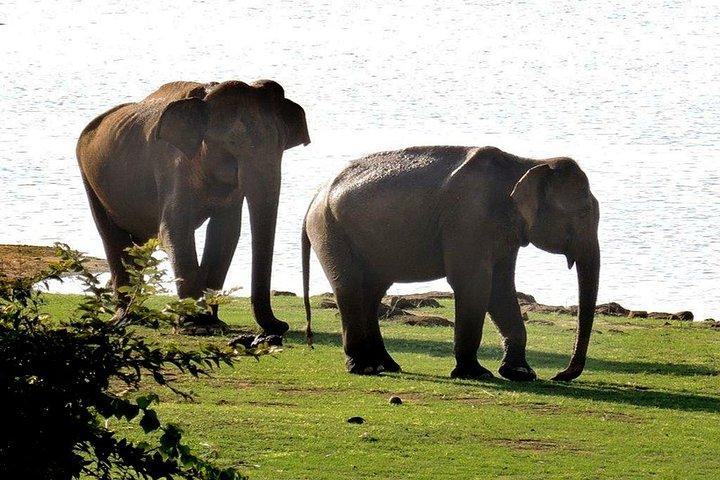 Heldags privat safari och arkeologisk rundtur från Tangalle