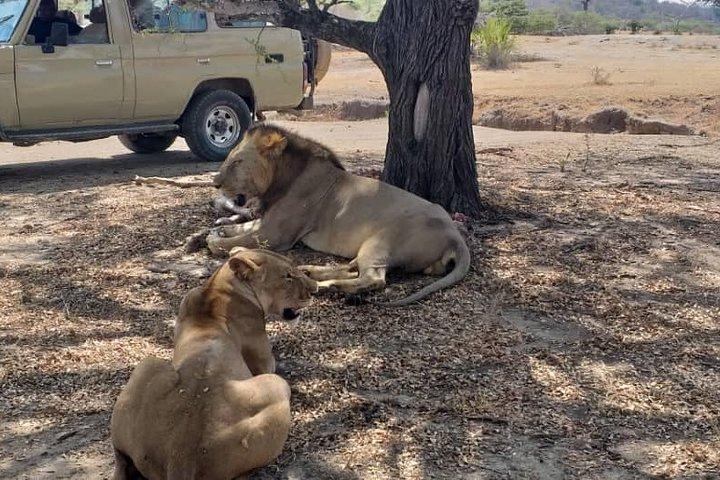 2 jours de safari aux parcs nationaux de Nyerere au départ de Zanzibar