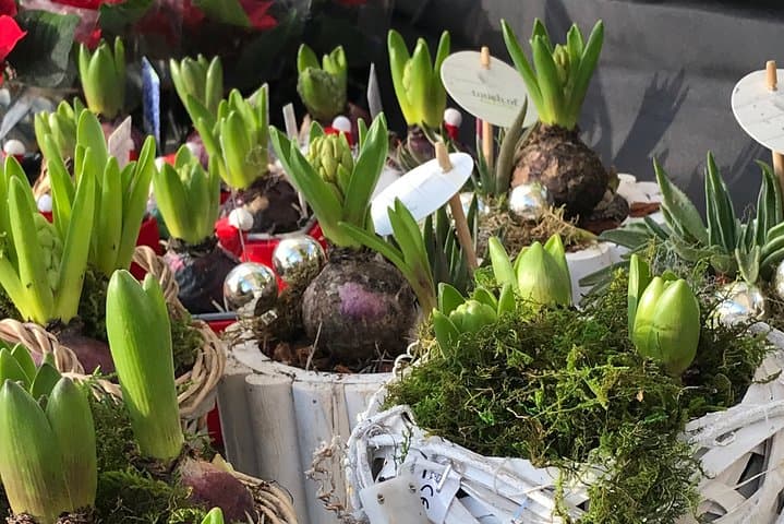 Half-Day Amsterdam Jordaan Private Walking Tour