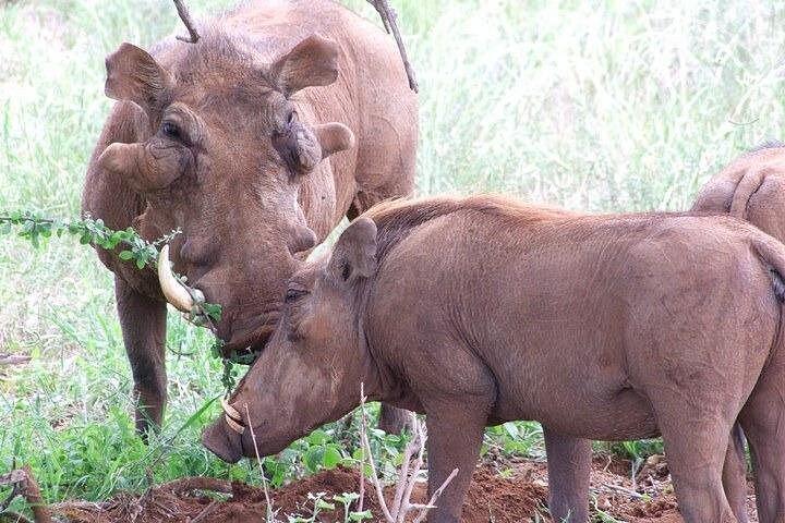 2日間ツァヴォ東部サファリ＆ングトゥニ・ロッジ滞在