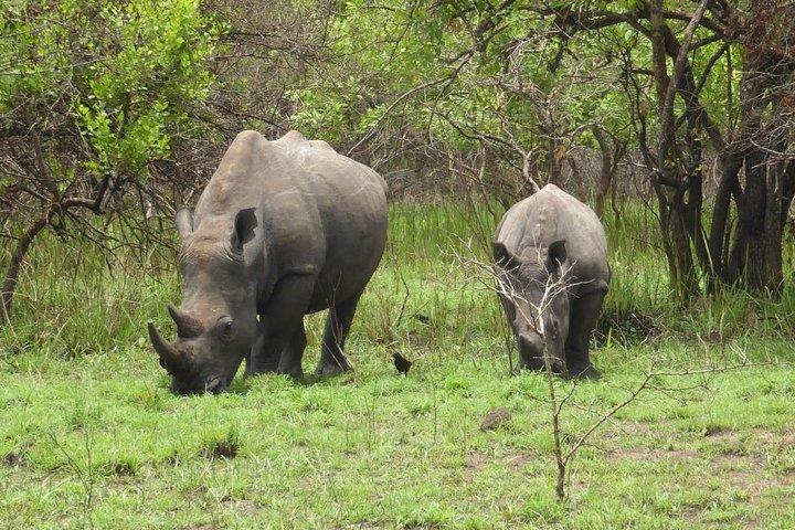 Mosi-oa-Tunya国立公園のRhinoウォーキングサファリ