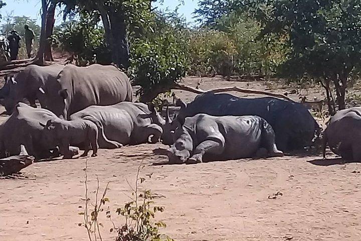 Mosi-oa-Tunya国立公園のRhinoウォーキングサファリ