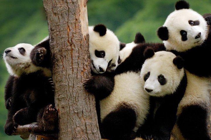 Privat Panda Base och Leshan Buddha Day Tour från Chongqing
