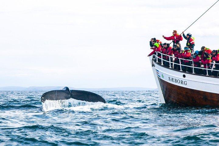 Kaapstad Whale Watching Combo op boot met vervoer