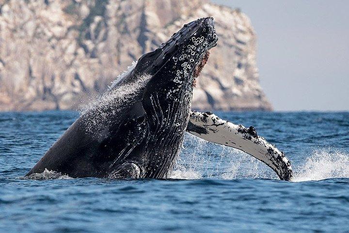 Kaapstad Whale Watching Combo op boot met vervoer