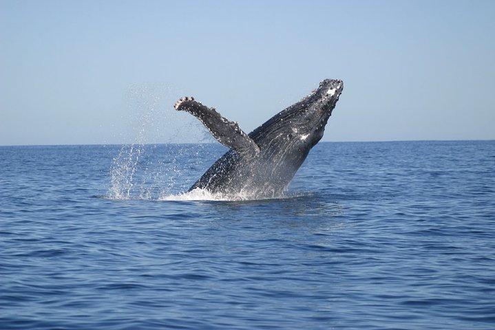 Kaapstad Whale Watching Combo op boot met vervoer