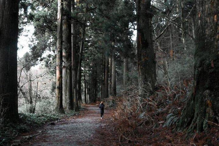 プライベート箱根ツアー-山の眺め富士、自然と文化