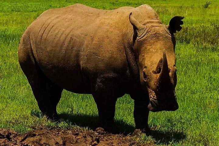 Visite guidée de safari de 2 jours à Ol Pejeta Conservancy au départ de Nairobi