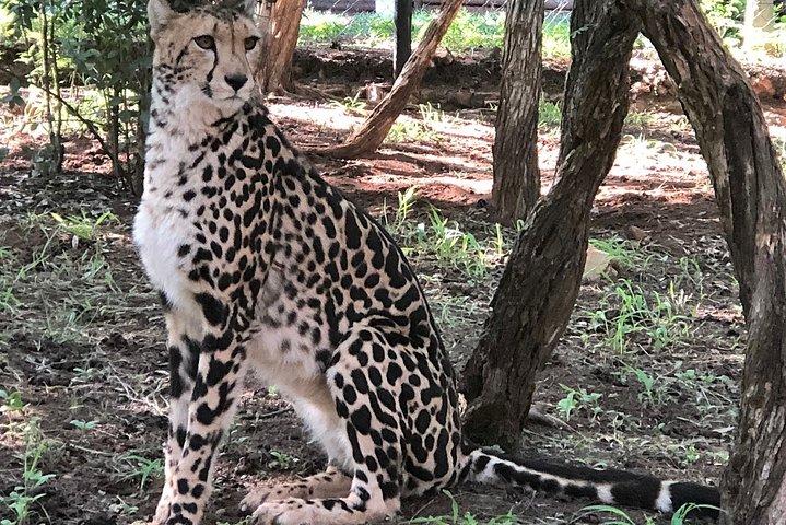 Die Ann van Dyk Cheetah Guided Tour