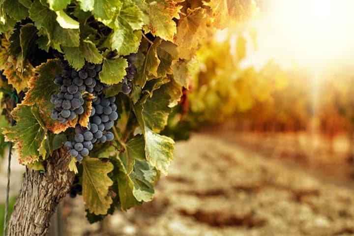 Vesuvius Wine Tasting Tour with Typical Lunch on the Slopes