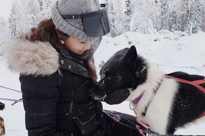 北極での犬ぞりと犬ぞり体験