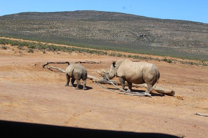 Shared Return Transfer to Aquila Safari from Cape Town Day trip