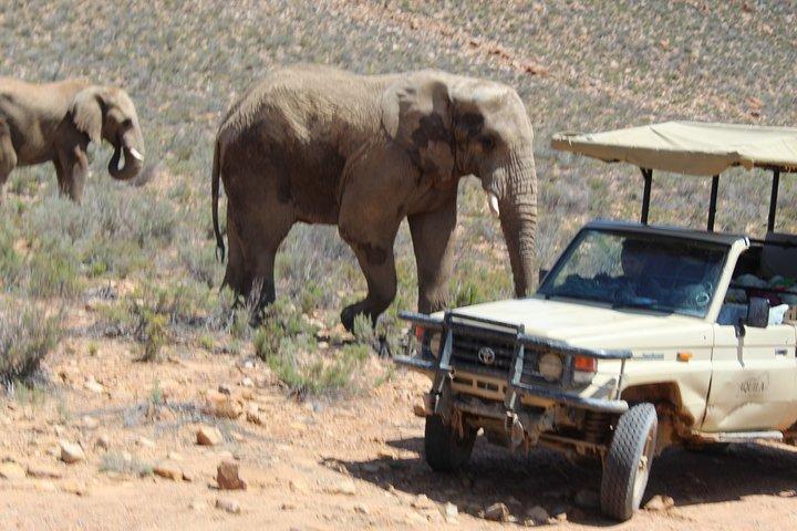 Safari Game Drive avec option de dégustation de vin à proximité du Cap