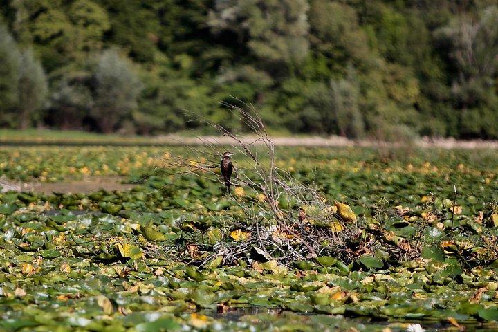 グレート モンテネグロ ツアー - ロブチェン国立公園、ロブチェン霊廟、クルノイェヴィッチ川、スヴェティ ステファン