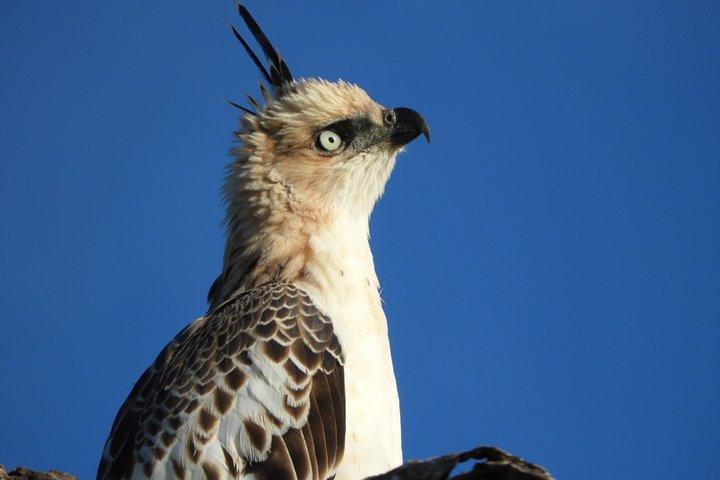 Bundala Nationalpark: Vogelbeobachtungs-Safaritour